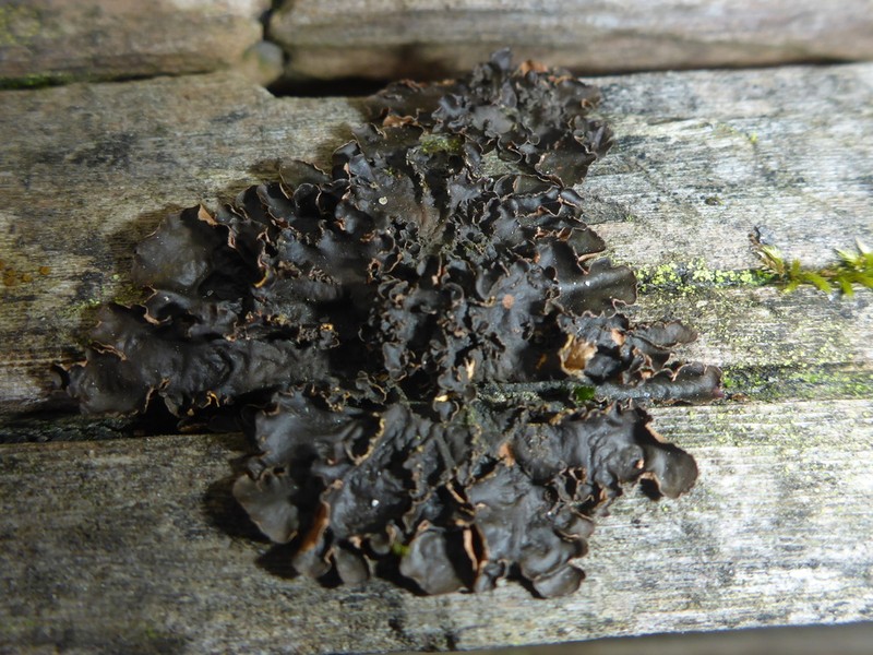 Kidney Lichen photo 8