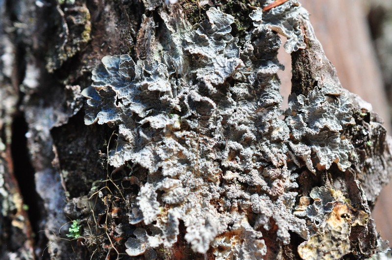 Kidney Lichen