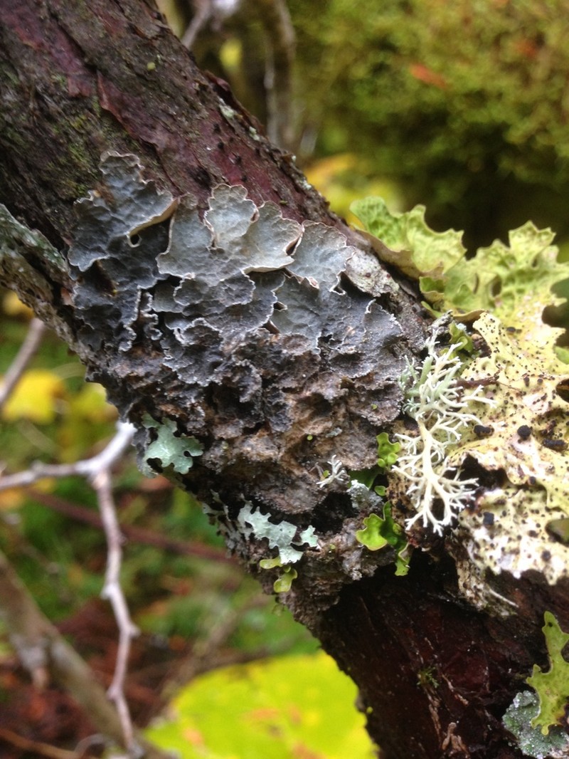 Kidney Lichen photo 2