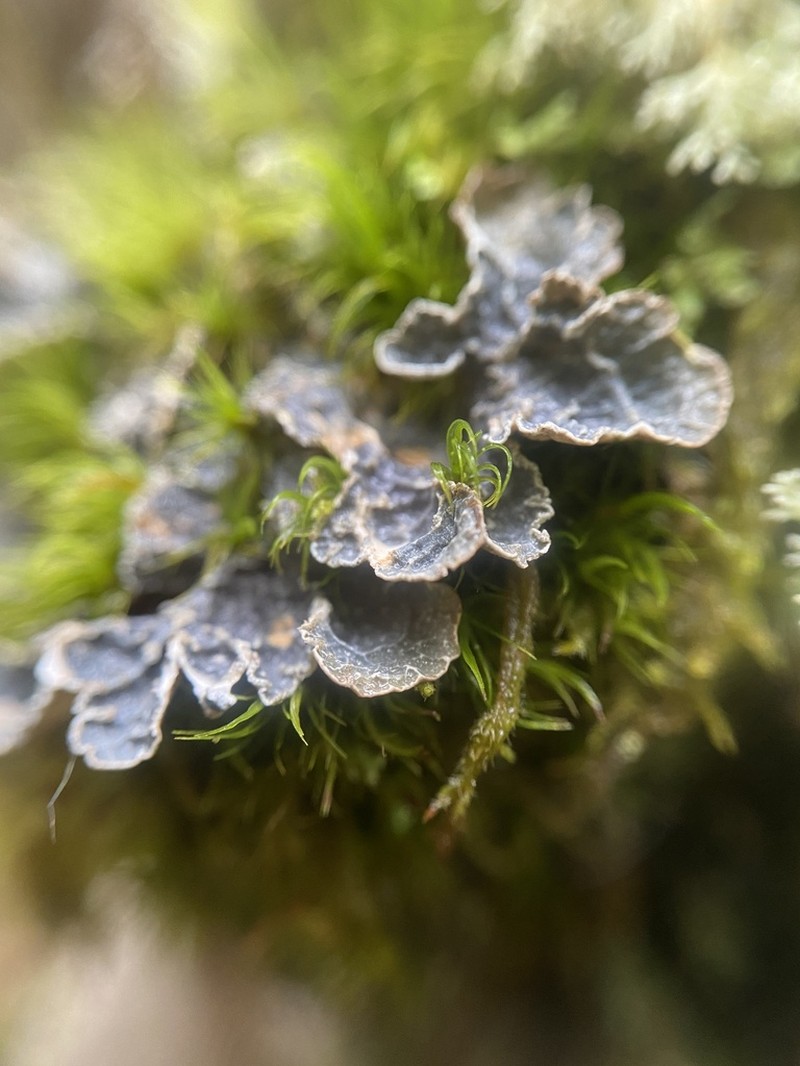 Kidney Lichen photo 3