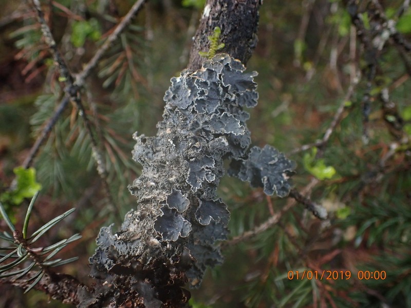 Kidney Lichen photo 4