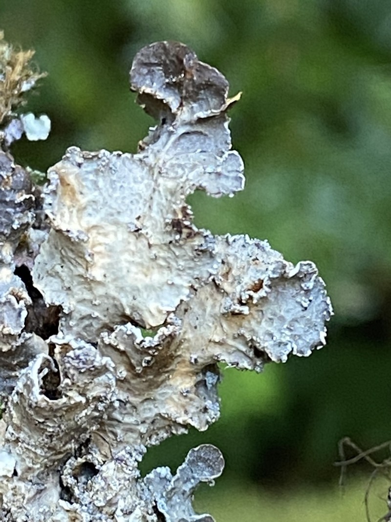 Kidney Lichen photo 5