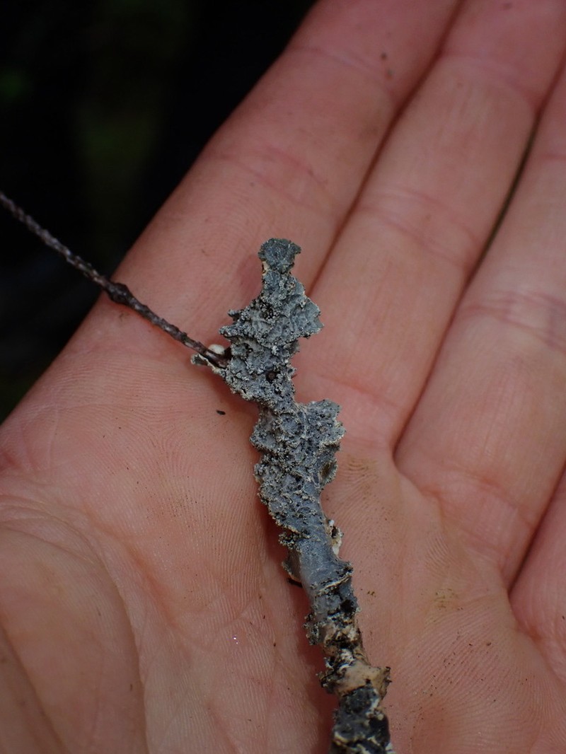 Kidney Lichen photo 6
