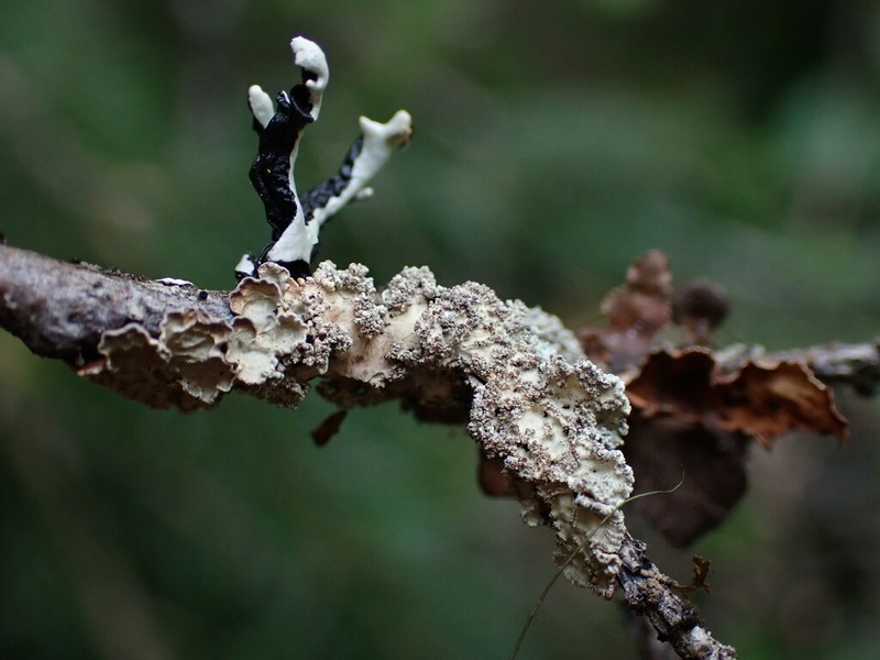 Kidney Lichen photo 7