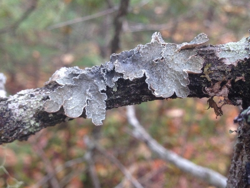 Kidney Lichen photo 8