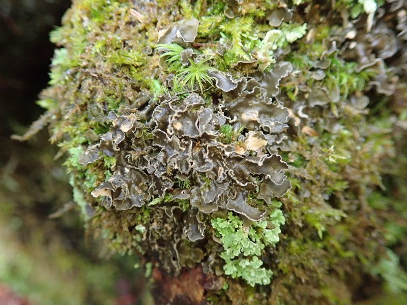 Kidney Lichen photo 2