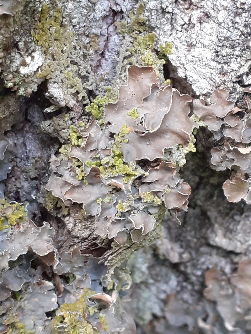 Kidney Lichen photo 3