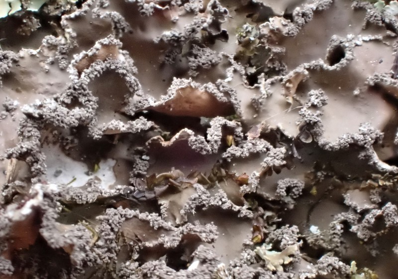 Kidney Lichen photo 4