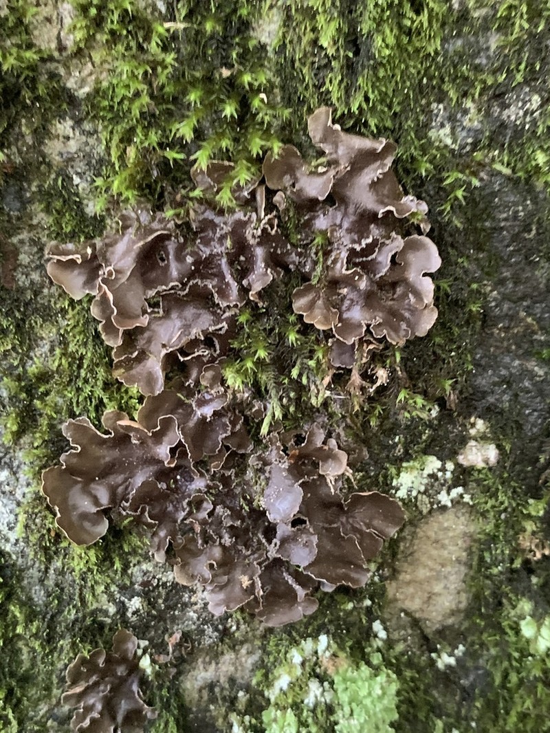 Kidney Lichen photo 5
