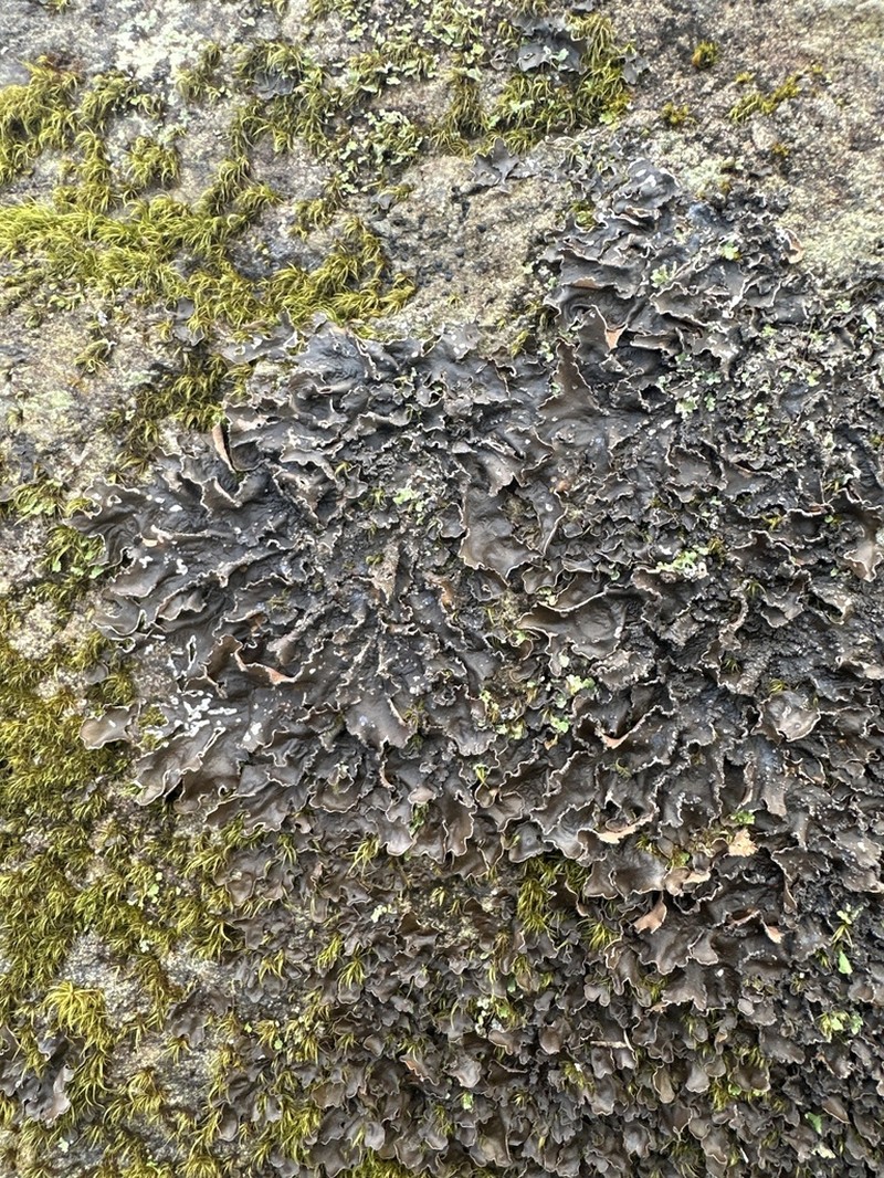Kidney Lichen photo 6
