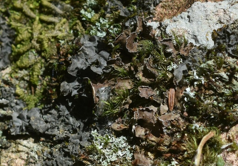Kidney Lichen photo 7