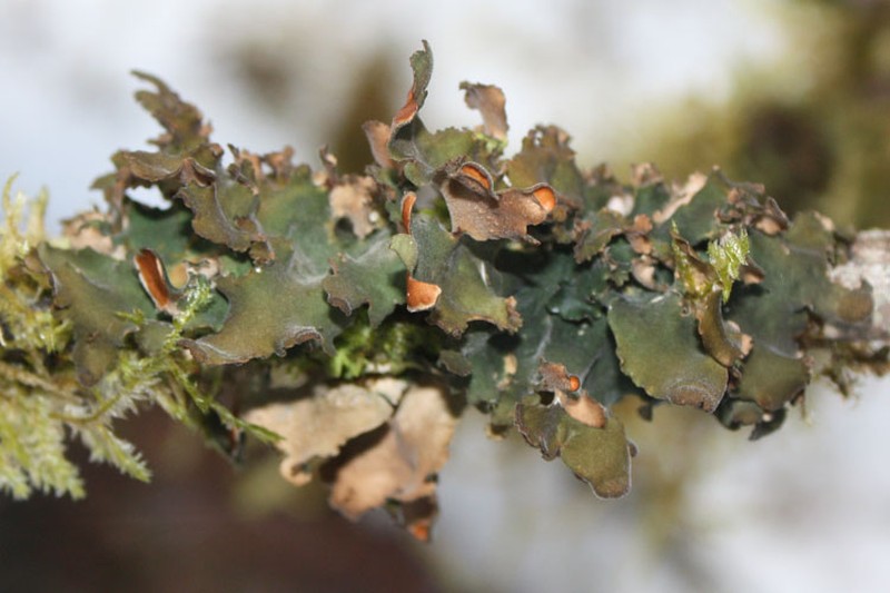 Kidney Lichen