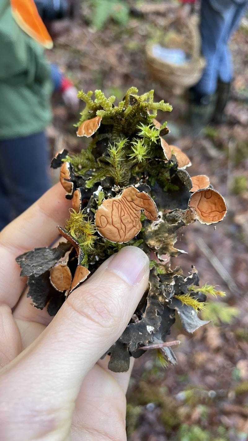 Kidney Lichen