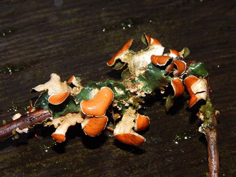 Kidney Lichen photo 2