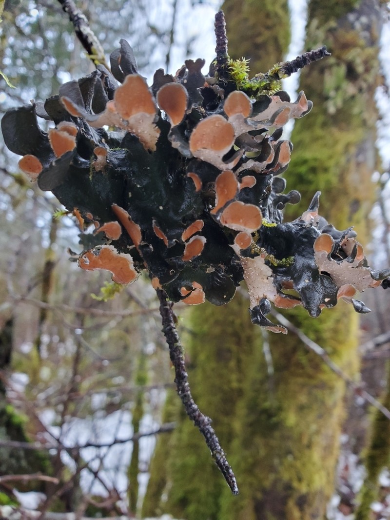 Kidney Lichen photo 3