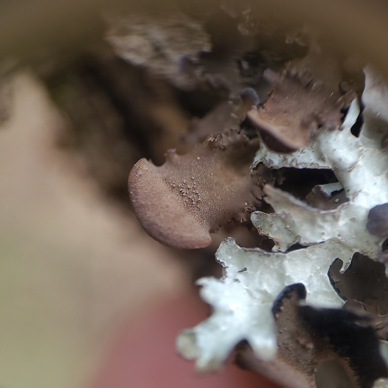 Kidney Lichen photo 4
