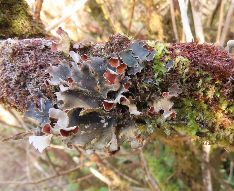 Kidney Lichen photo 5