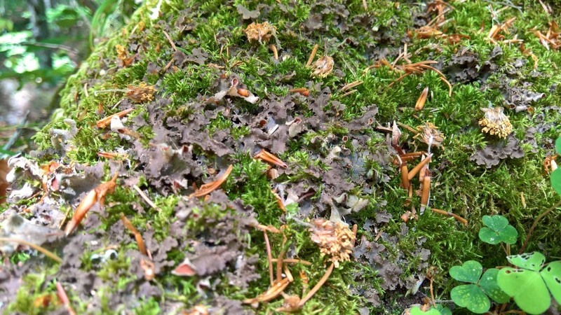 Kidney Lichen photo 6