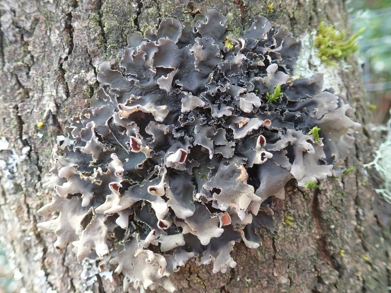 Kidney Lichen photo 7