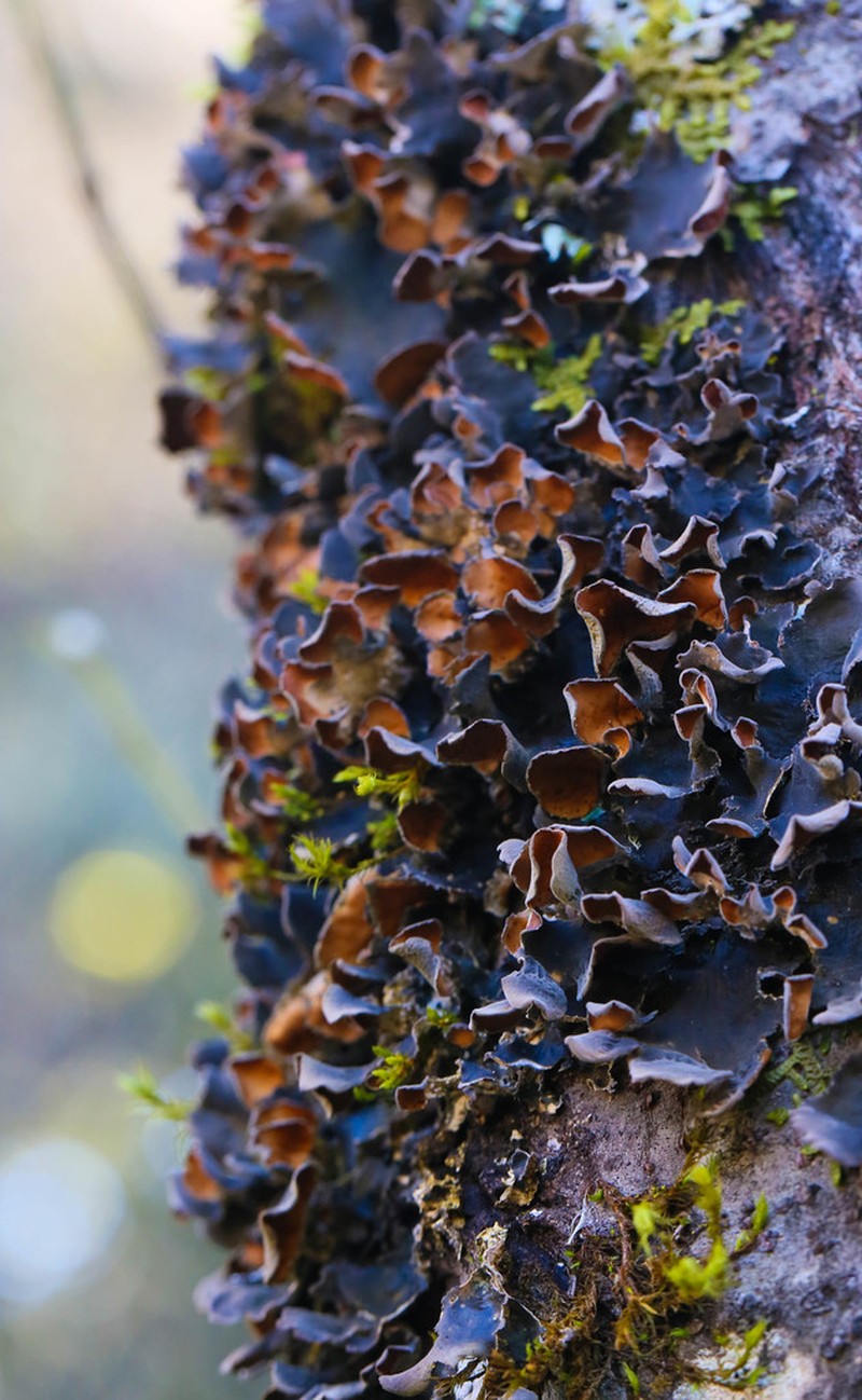 Kidney Lichen photo 8