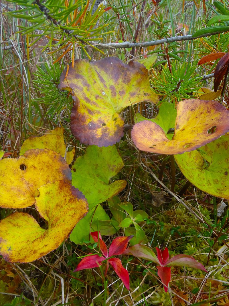 Deercabbage photo 5