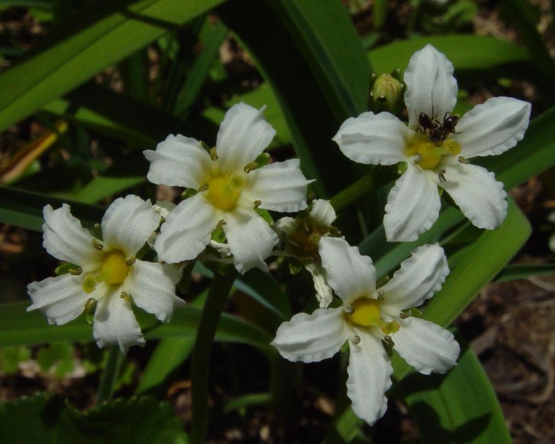 Deercabbage photo 6