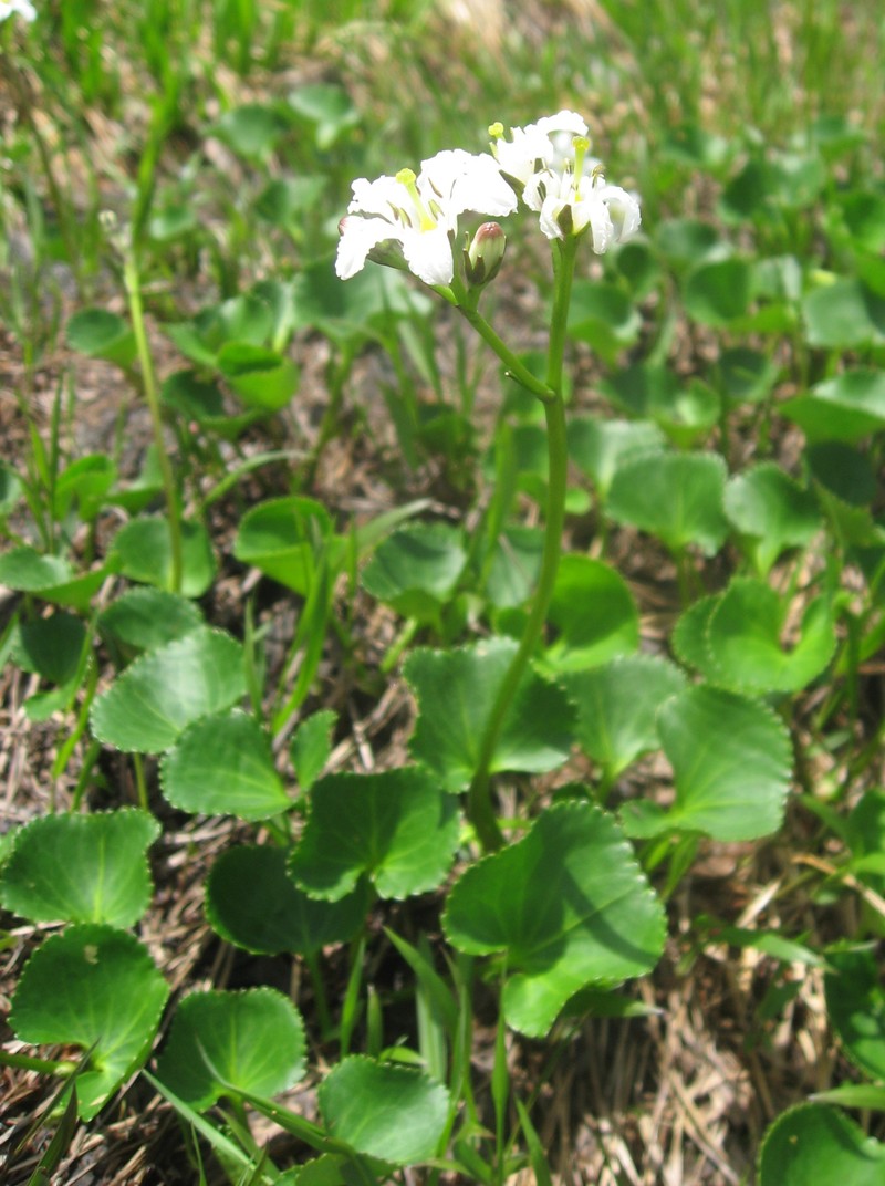 Deercabbage photo 4