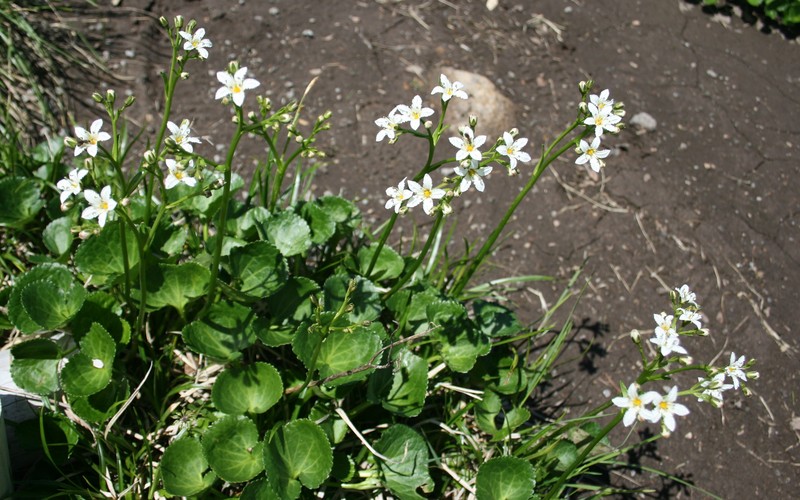 Deercabbage photo 2