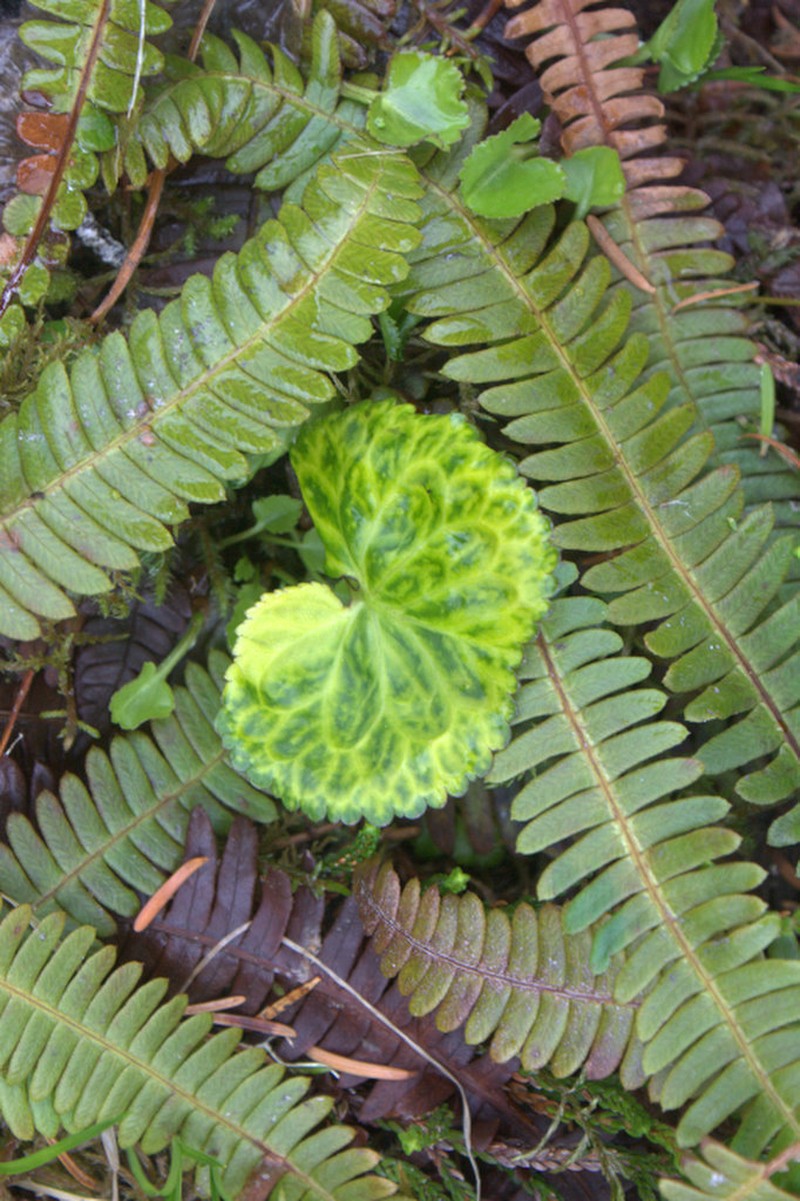 Deercabbage photo 5