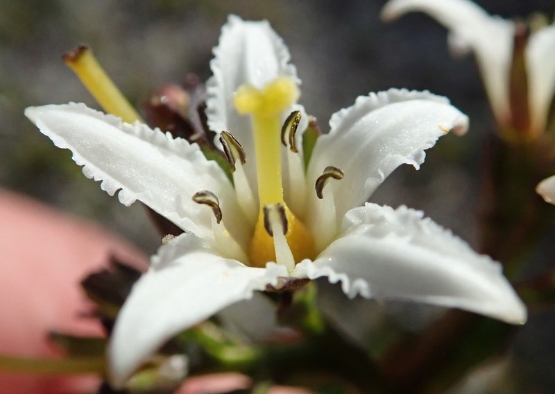 Deercabbage photo 6