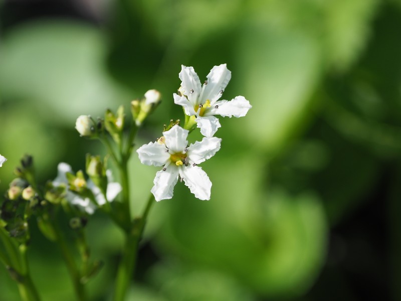 Deercabbage photo 7