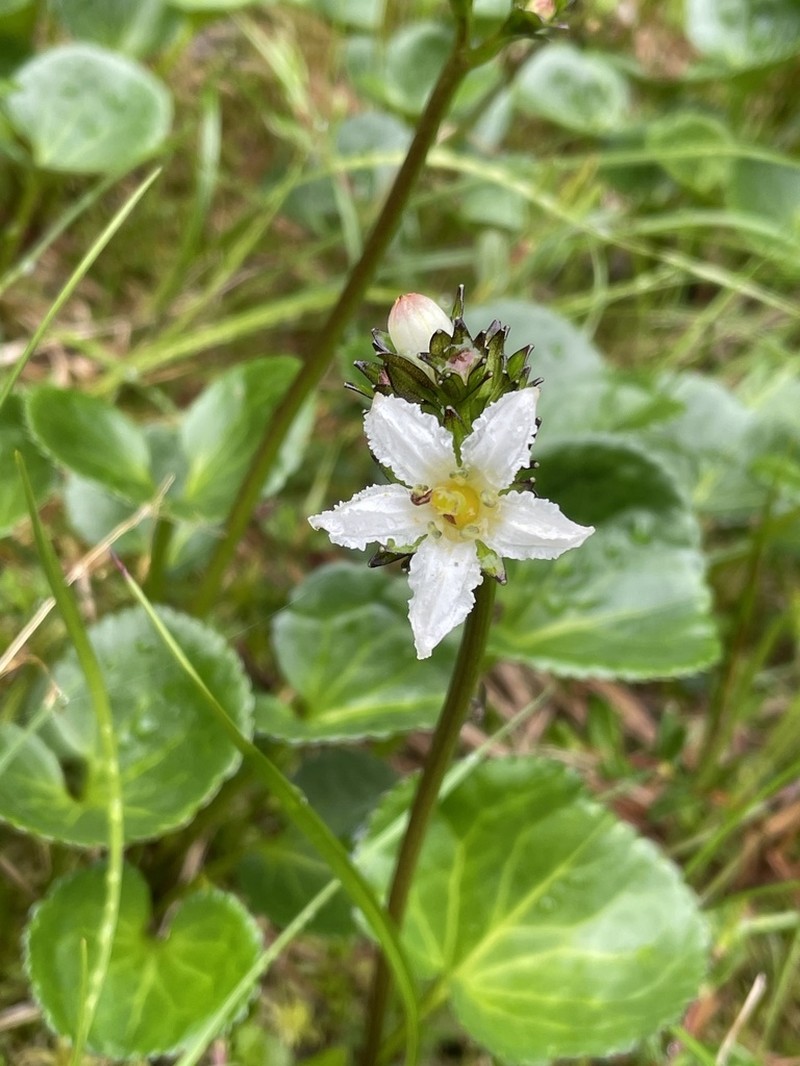 Deercabbage photo 8