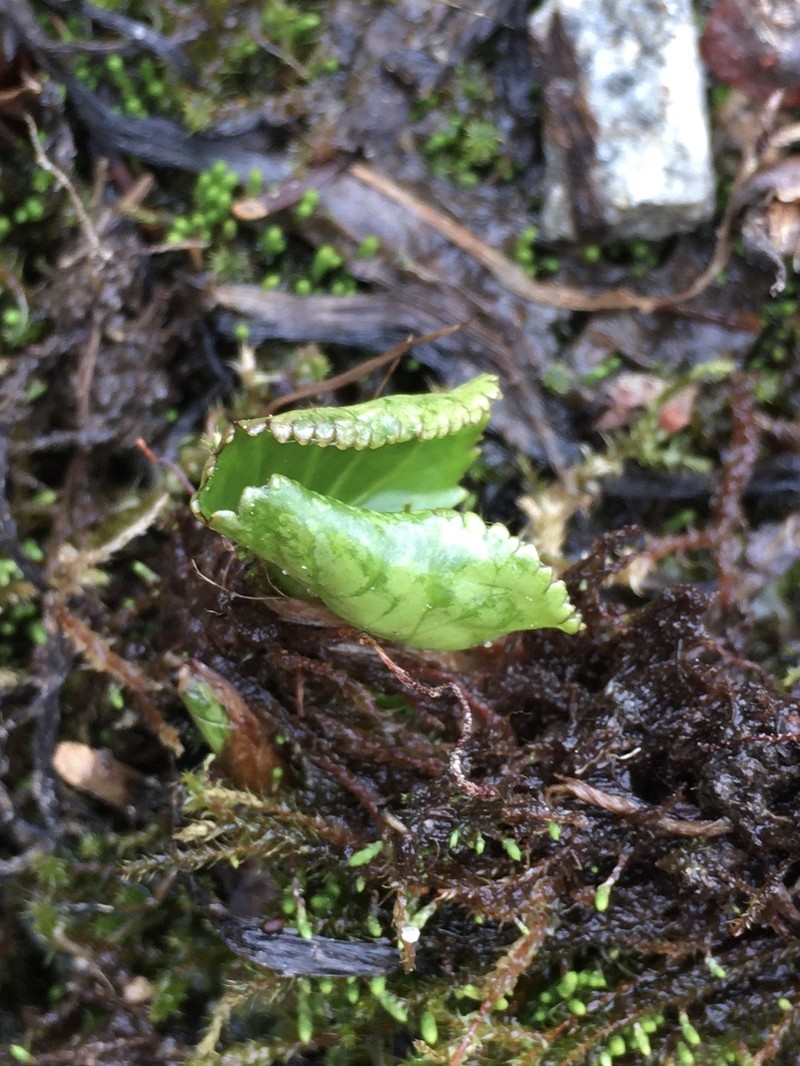 Nephrophyllidium crista-galli subsp. crista-galli