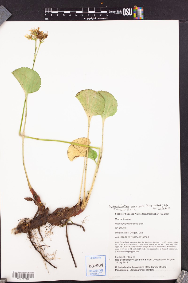 Nephrophyllidium crista-galli subsp. crista-galli photo 3