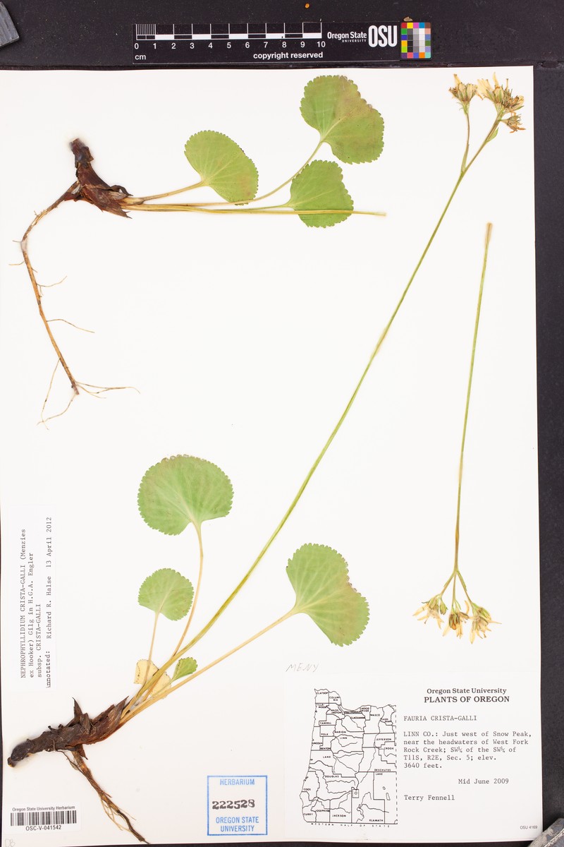 Nephrophyllidium crista-galli subsp. crista-galli photo 4