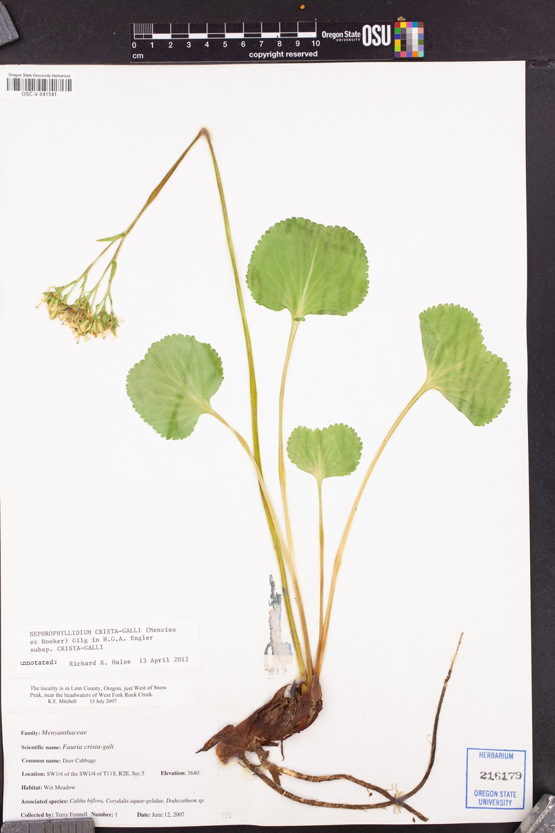 Nephrophyllidium crista-galli subsp. crista-galli photo 5