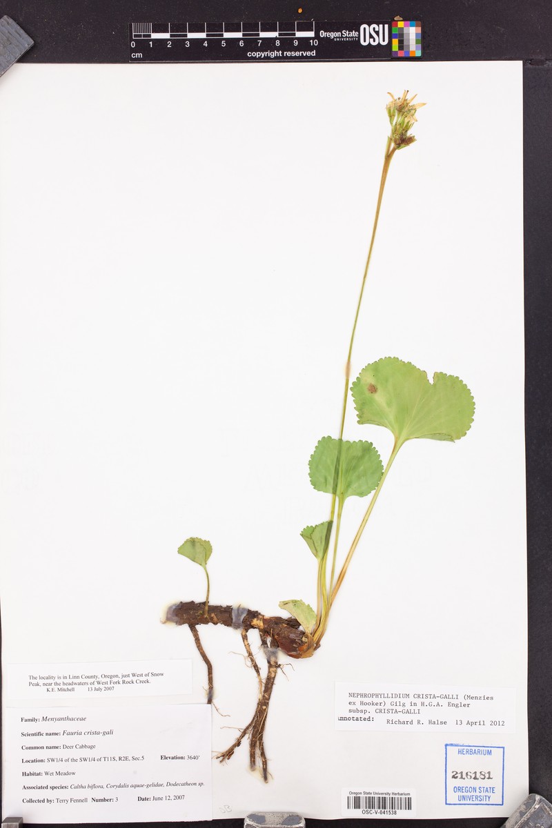 Nephrophyllidium crista-galli subsp. crista-galli photo 6