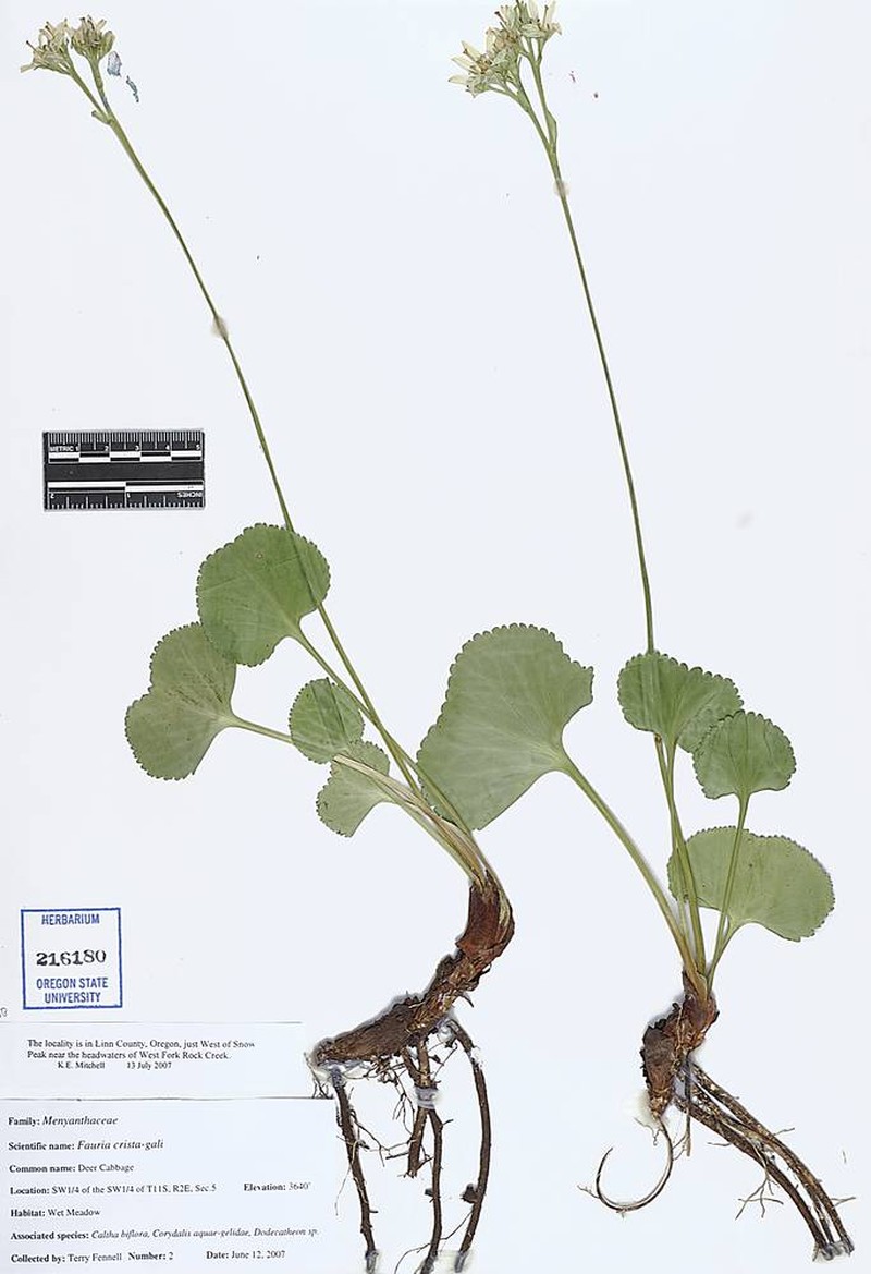 Nephrophyllidium crista-galli subsp. crista-galli photo 7