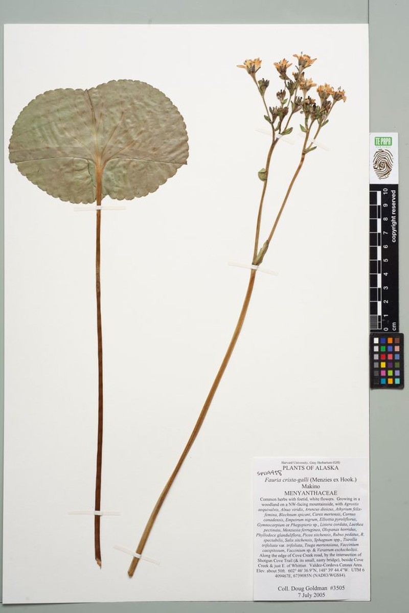 Nephrophyllidium crista-galli subsp. crista-galli photo 8