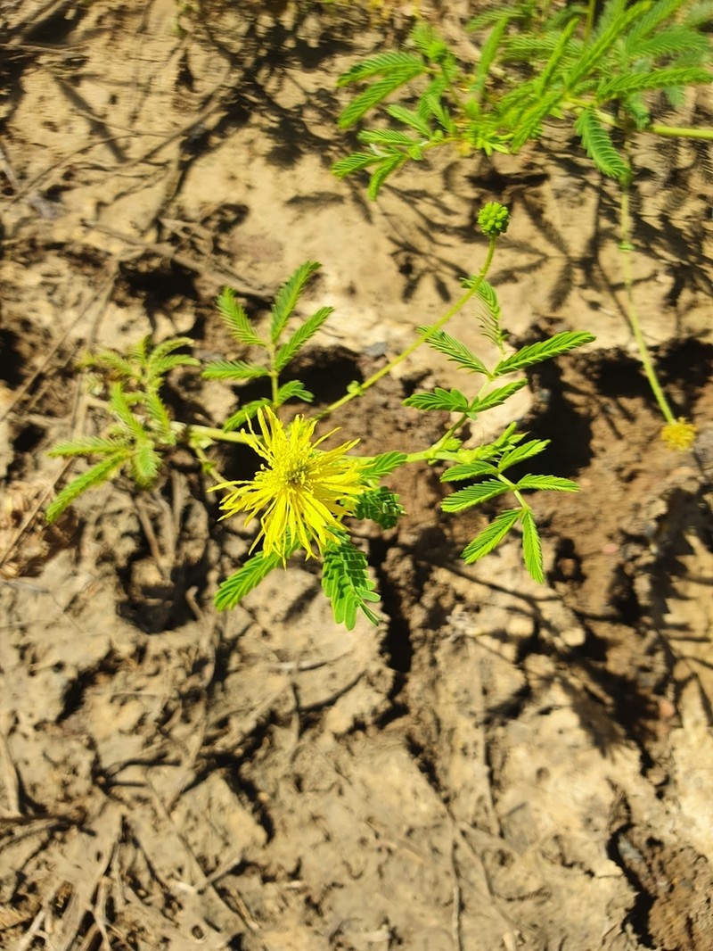Neptunia heliophila