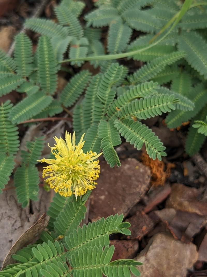 Neptunia hispida