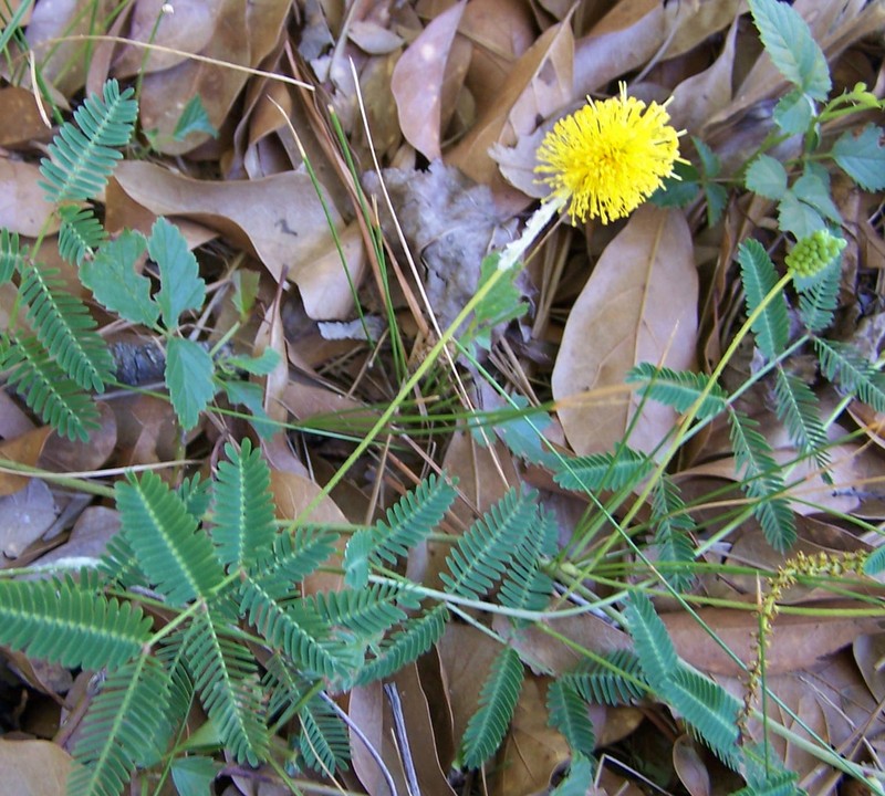 Yellow Puff photo 3