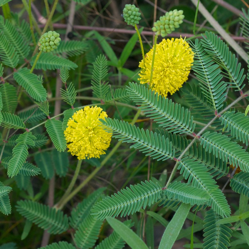 Yellow Puff