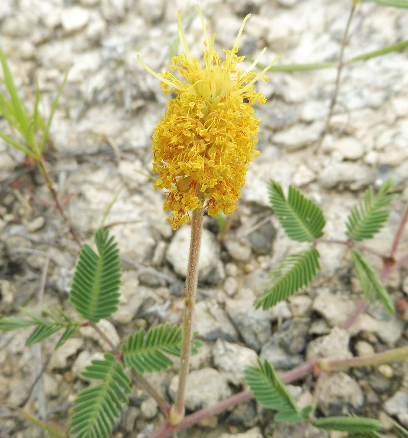 Yellow Puff photo 2