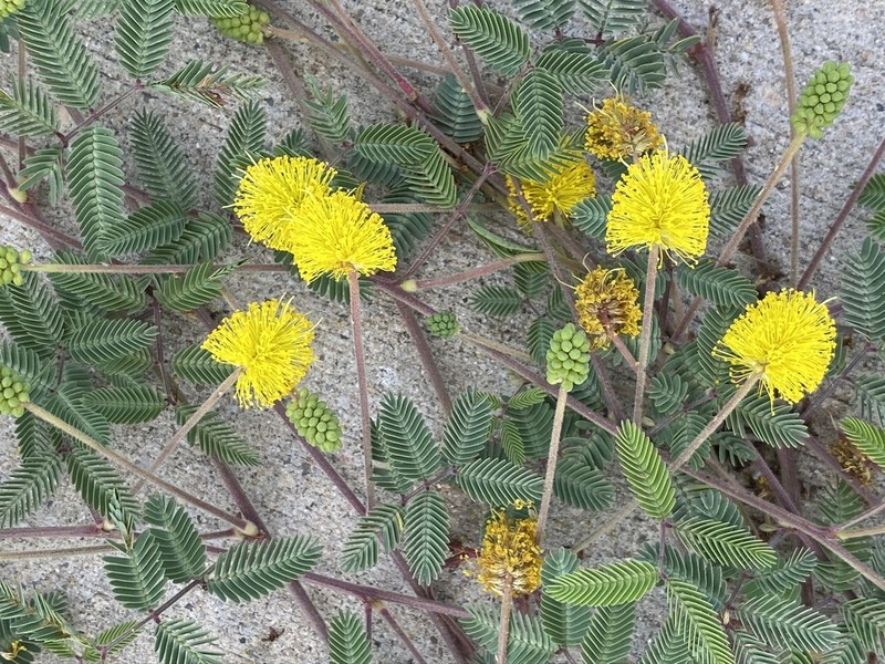 Yellow Puff photo 4