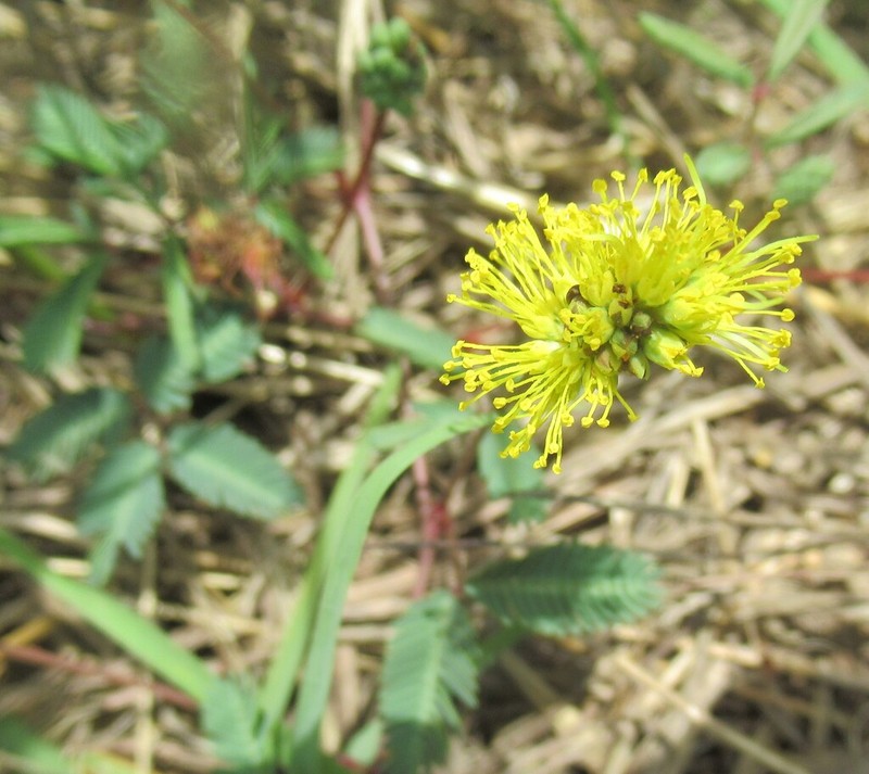 Yellow Puff photo 5