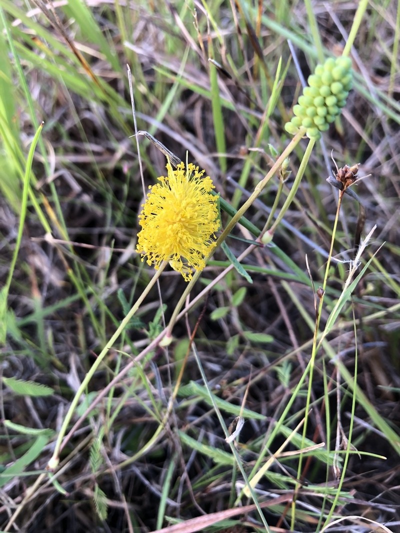 Yellow Puff photo 6