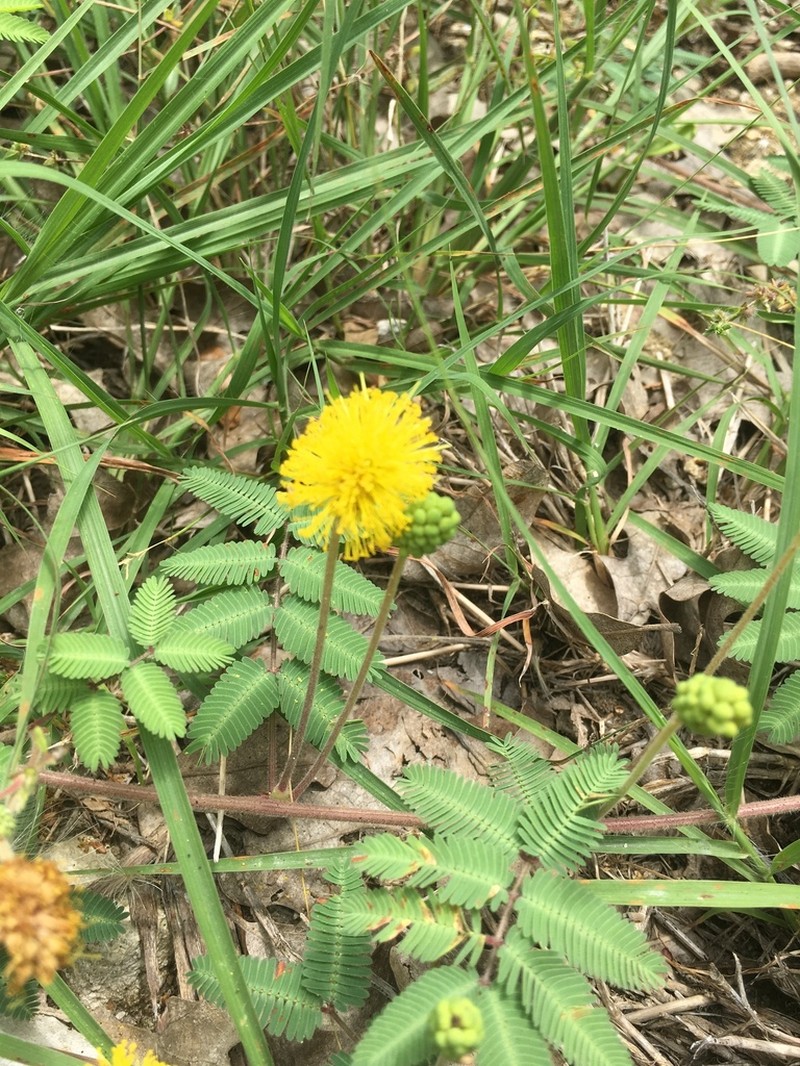 Yellow Puff photo 7
