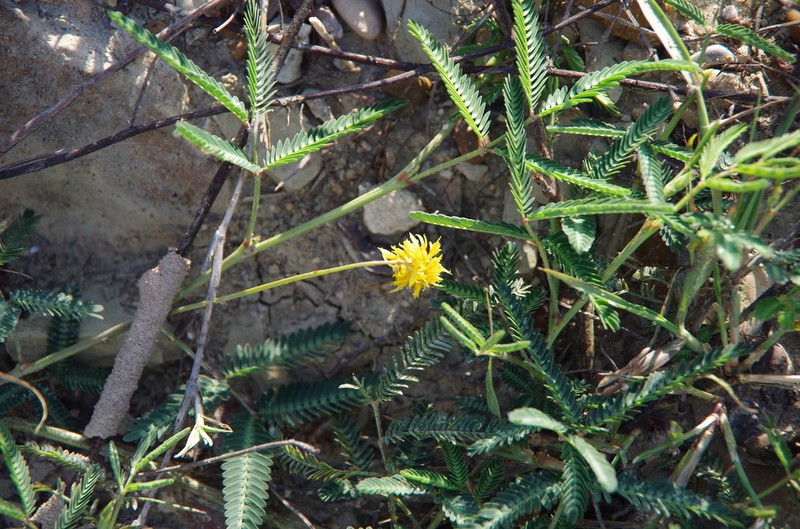 Neptunia microcarpa