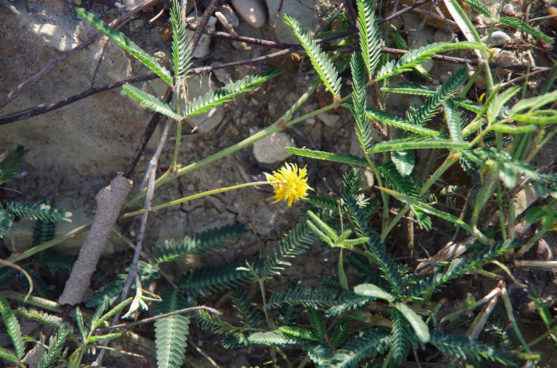 Neptunia microcarpa photo 5